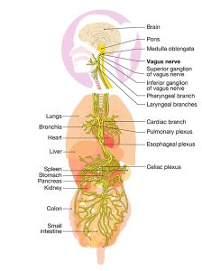 12 Essential Vagus Nerve Exercises for Healing